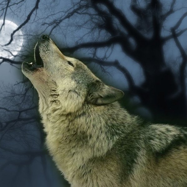 Воющий волк