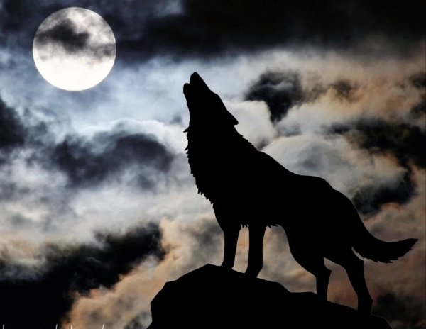 Воющий волк
