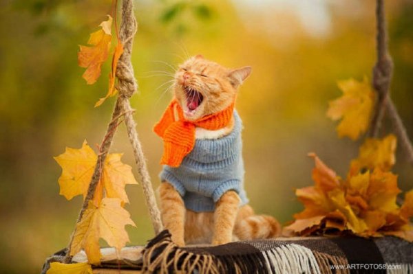 Осенний котик