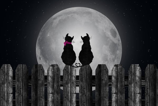 На фоне Луны два кота