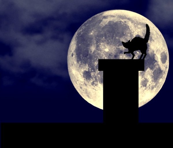Котик на фоне Луны