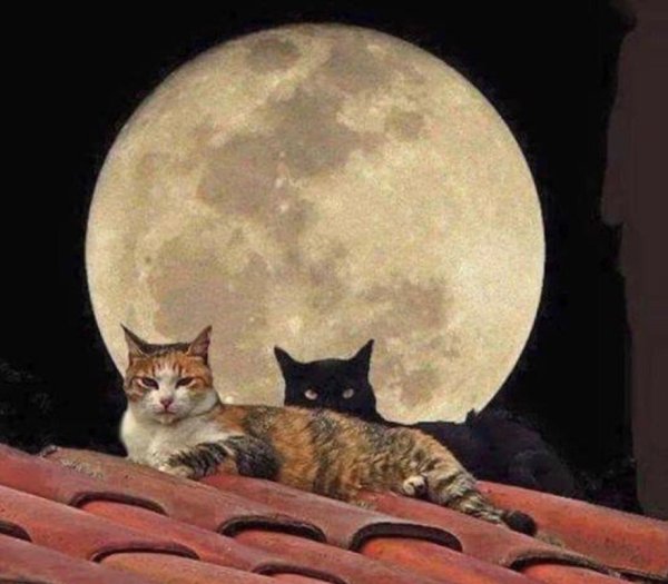 Кошка под луной