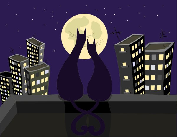 Кошка на крыше ночью