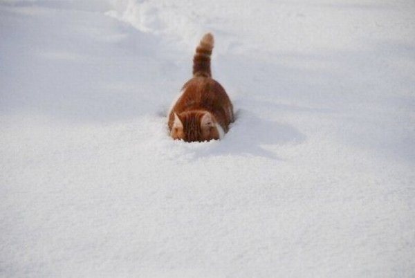 Кот ныряет в снег