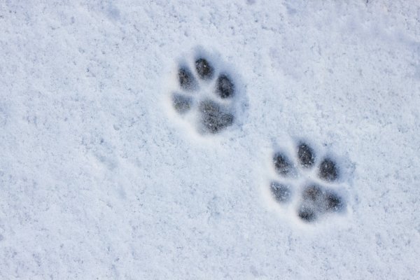Кошачьи следы на снегу