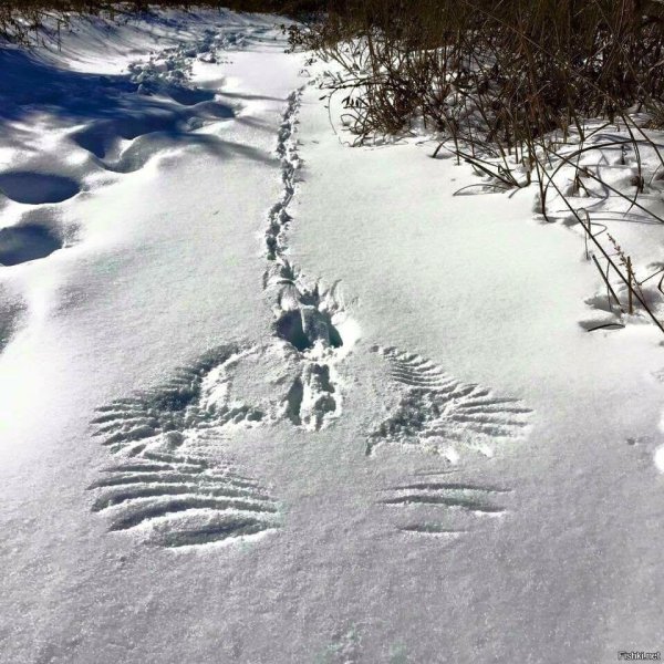 Следы на снегу