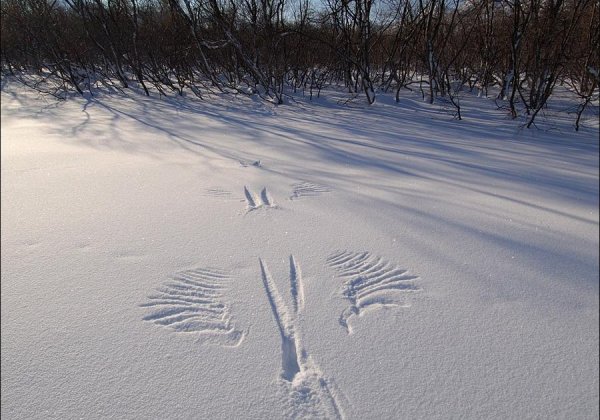 Следы в зимнем лесу