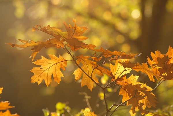 Золотая осень Эстетика