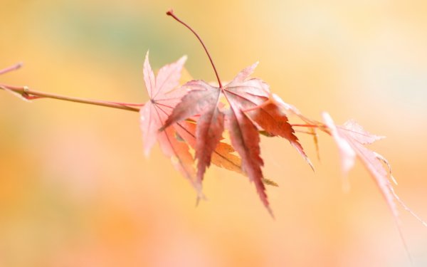 Нежная осень