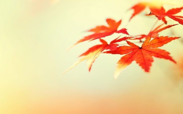 Осенний фон