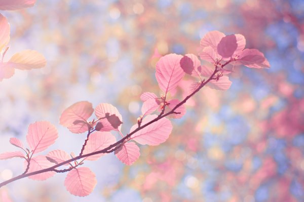 Нежный листик