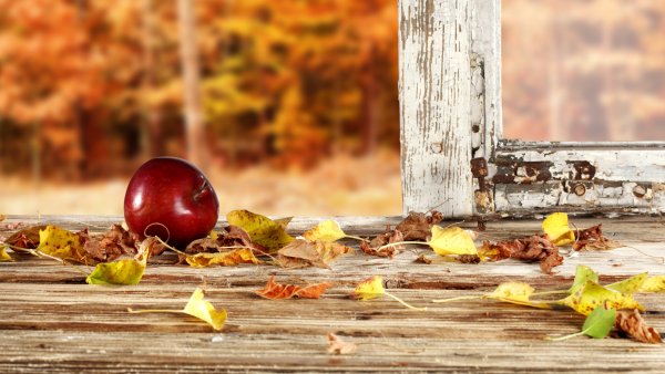 Осенний подоконник