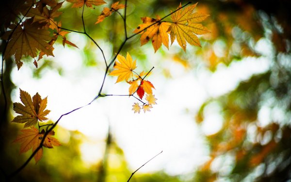 Осенний фон рабочего стола спокойный