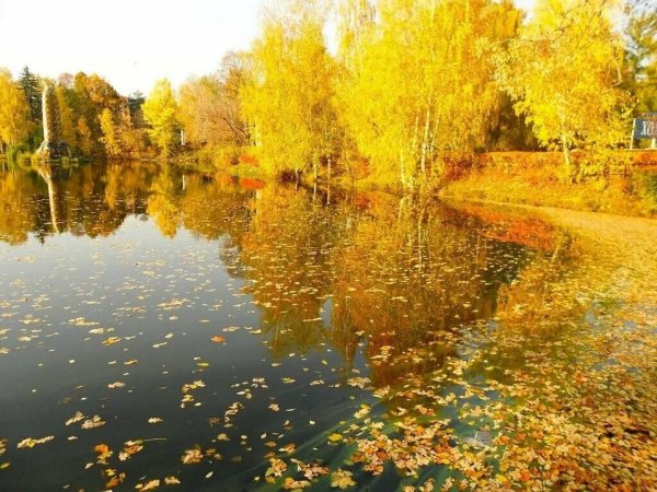 Есенин листва Золотая