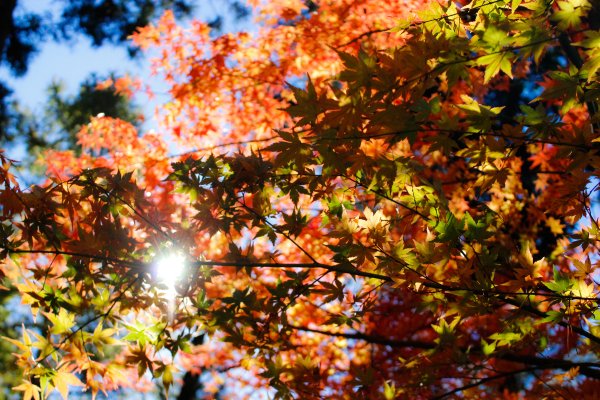 Клен красный autumn Radiance