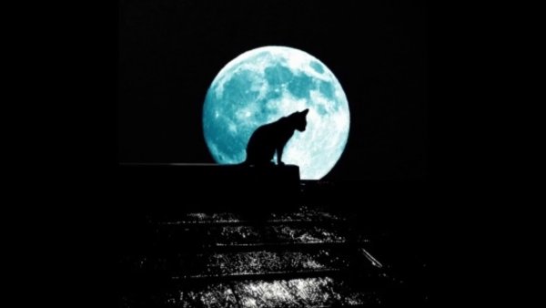 Котик на фоне Луны