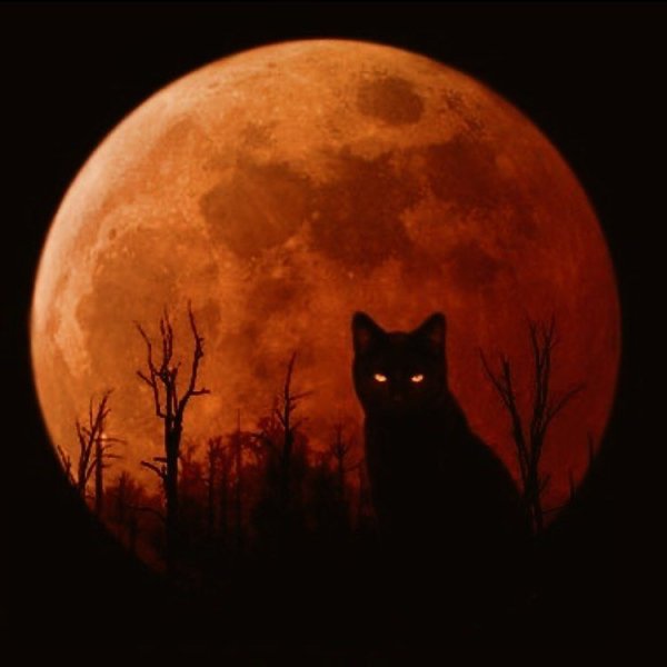 Кошка на фоне Луны