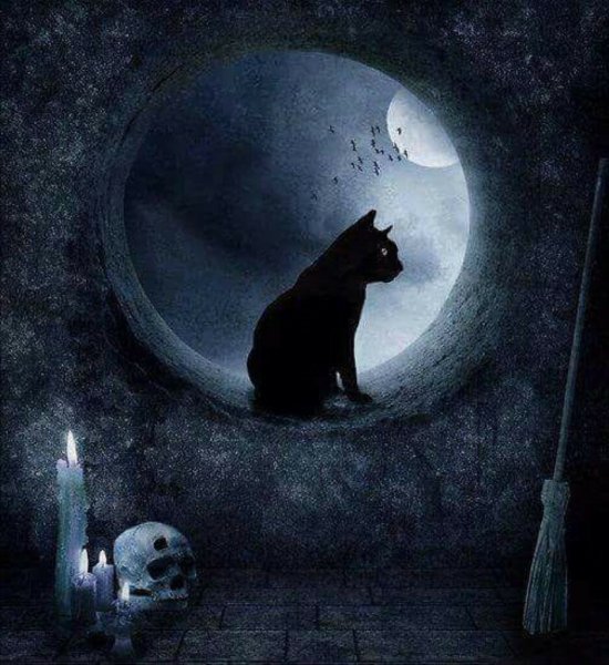 Кошка на фоне Луны