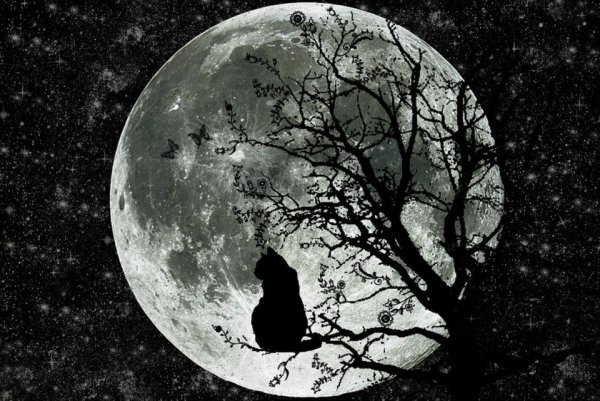 Черный кот на фоне Луны