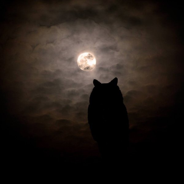 Кошка в темноте