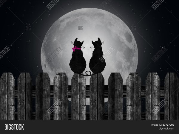 На фоне Луны два кота