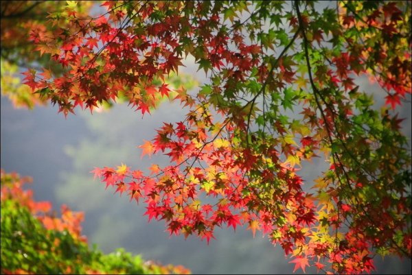 Сентябрь природа