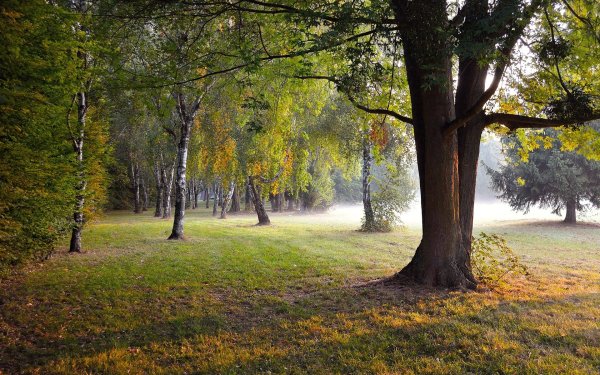Пейзаж дерево парке