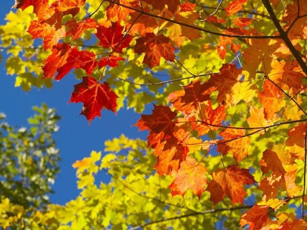 Солнечная осень бабье лето