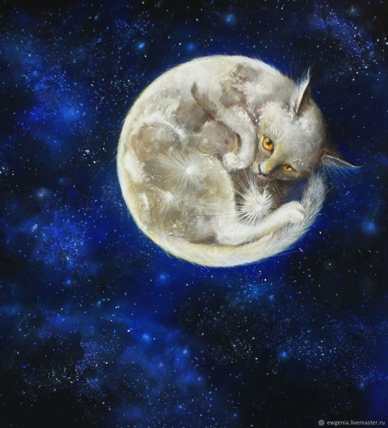 Котик на Луне