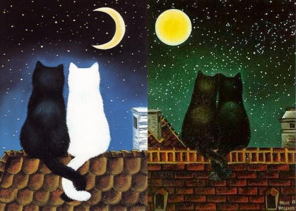Коты на крыше ночью