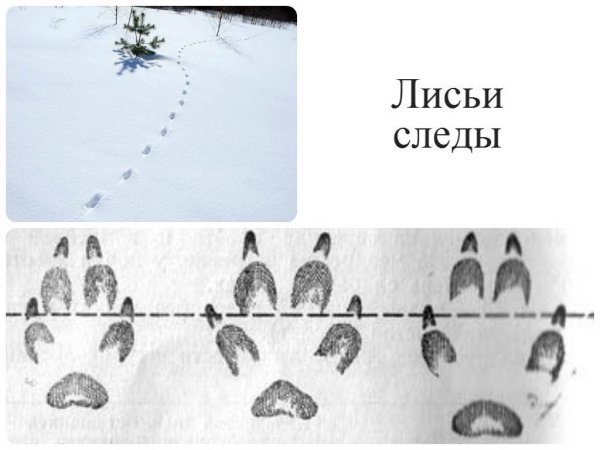 Лисьи следы на снегу