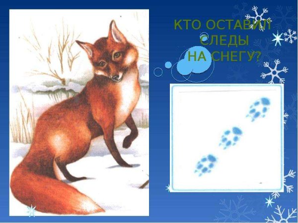 Кто оставил эти следы
