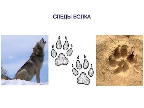 Следы волка,лисы,зайца зимой