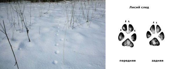 Лисий след на снегу как выглядит