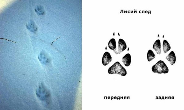 След лисы отличие