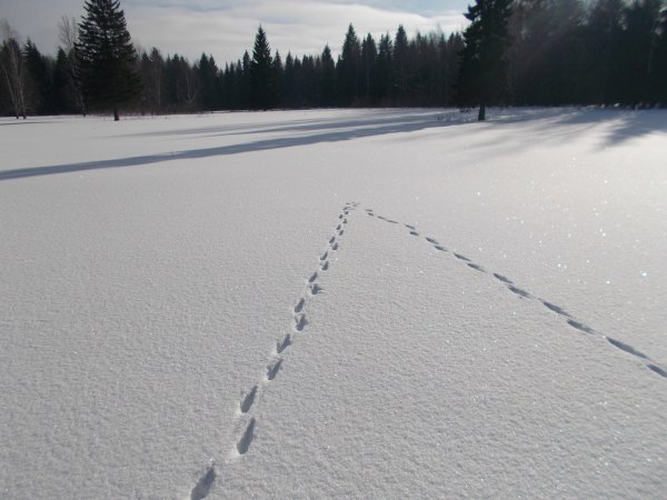 Лисьи следы на снегу