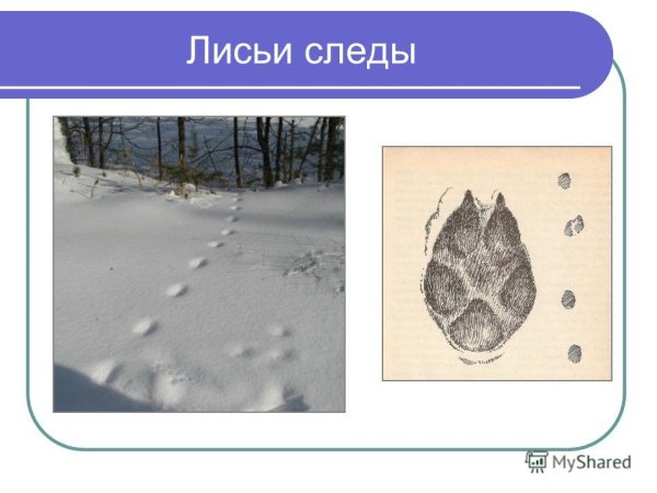 Лисьи следы