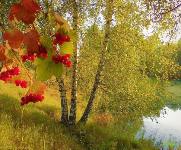 Осенние мотивы природы