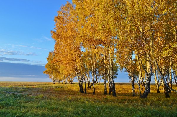 Береза осенью