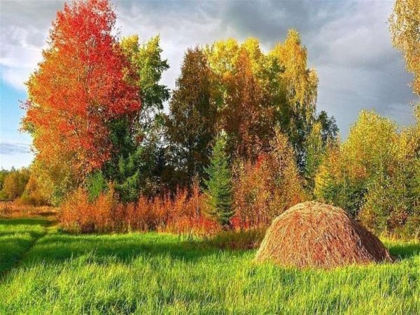 Осенний лес в деревне