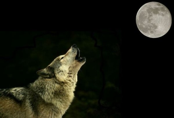 Одинокий волк воет на луну