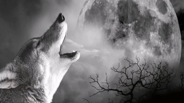Волк лает на луну