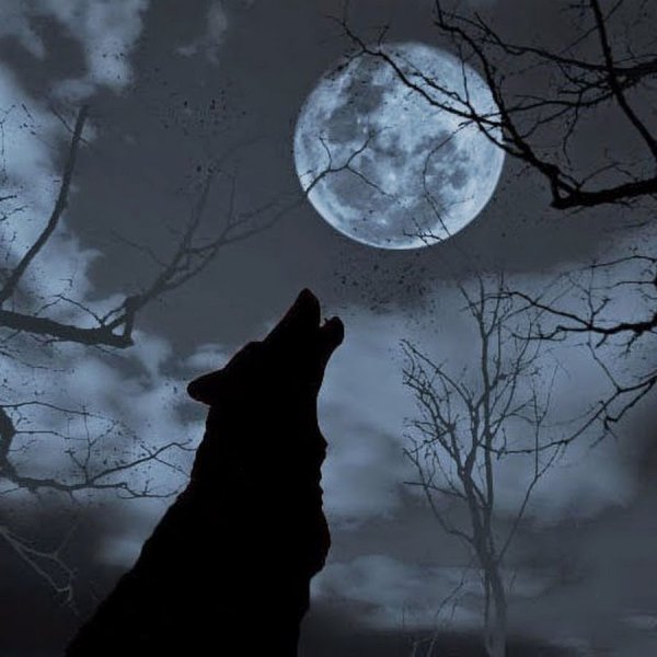 Оборотень воет на луну