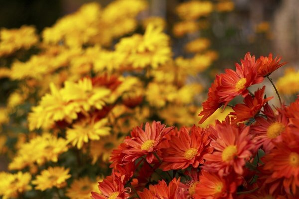 Поздние осенние цветы