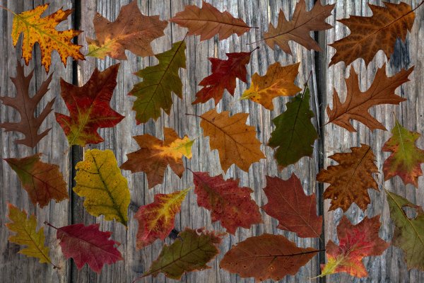 Цвета осенних листьев