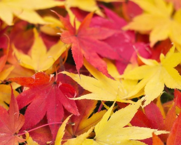 Разноцветные листья