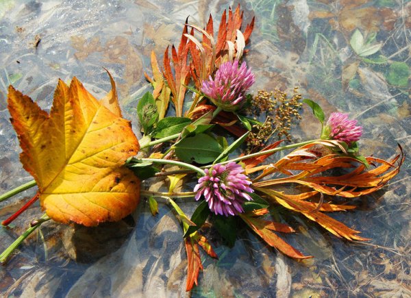 Растения осенью