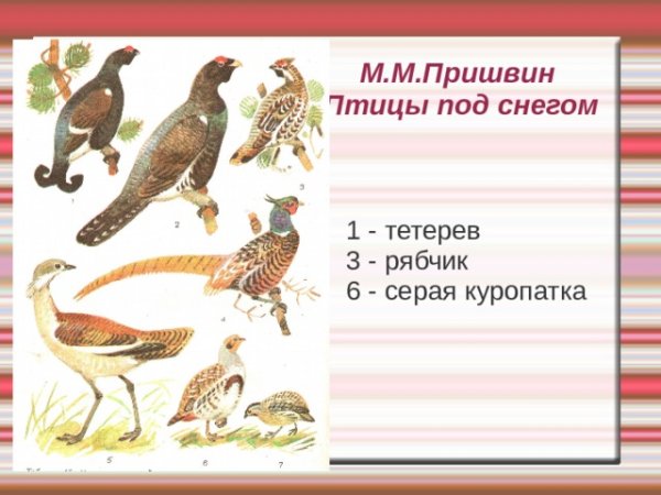 М пришвин птицы под снегом