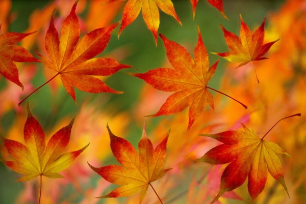 Стихи про октябрь