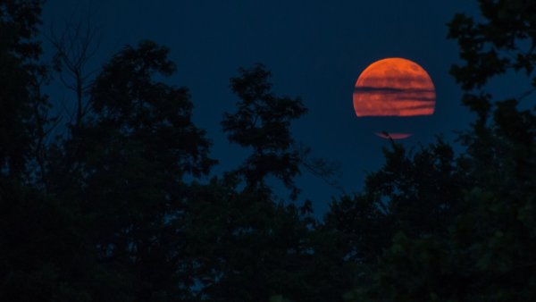 Кровавая Луна над лесом